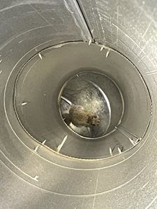 squirrel stuck in exhaust vent